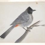 Red-vented Bulbul on a Branch, late 19th or 20th century, Iran, Yale University Art Gallery